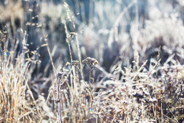 Frozen grass