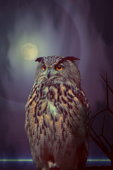nuit de pleine lune - hibou grand duc
