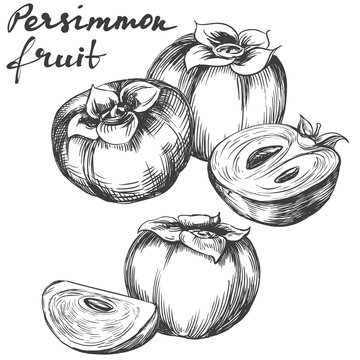 fruit persimmon set hand drawn vector illustration realistic sketch