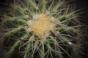 photographed a cactus.Dark and blurry images
