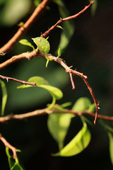 small leaf on a branch