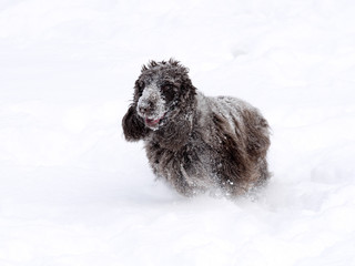 English Cocker takes pleasure in freshly fallen snow