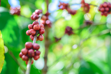 Red Coffee beans on a branch of coffee tree.
