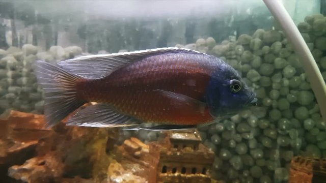 Cichlids are fish from the family Cichlidae