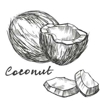 coconut set hand drawn vector illustration realistic sketch