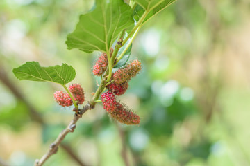 Mulberry fruit on tree