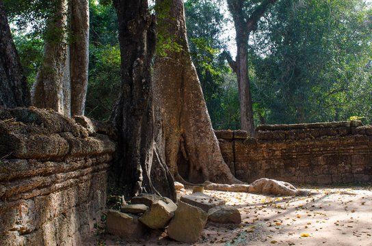 trees in the temple complex of Angkor Wat