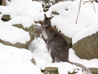 Bennett's wallaby, Macropus rufogriseus is surprised by snow © vladislav333222