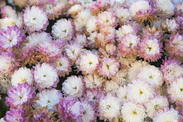 beauty color chrysanthemum flowers close up,daisy flower
