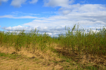 Fields near the garden in Russia