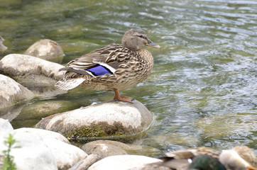 anatra germano reale