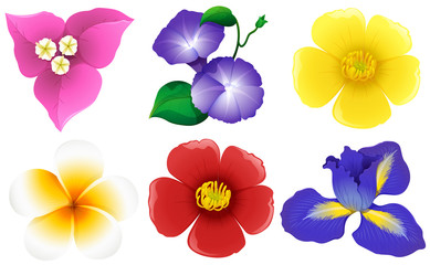 Different types of flowers on white