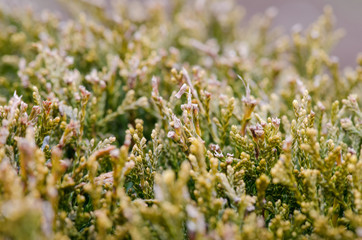Plant details