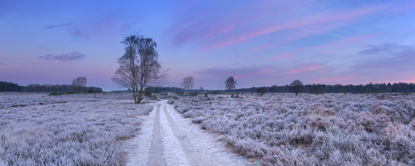 Path through frosted heather in winter in The Netherlands