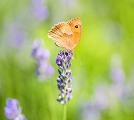 Photo of a butterfly and lavender
