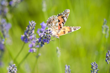 Photo of a butterfly and lavender