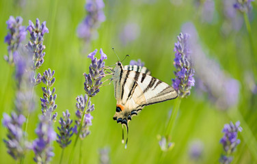 Photo of a butterfly and lavender