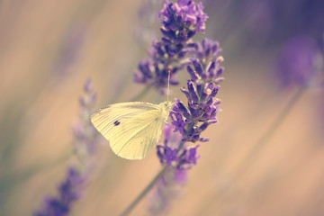 Photo of butterfly and lavender flower