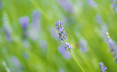 Closeup photo of a lavender flower