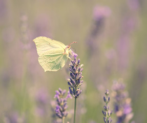 Photo of butterfly and lavender flower