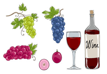 grapes hand drawn vector set art illustration