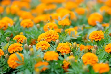 Marigolds flowers in the meadow