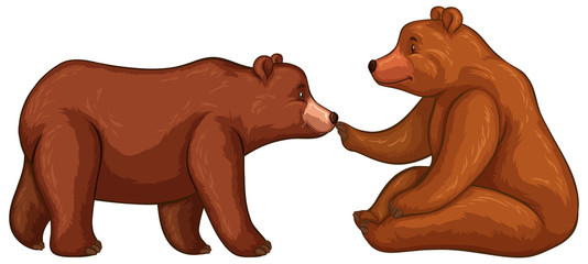 Two brown bears on white background