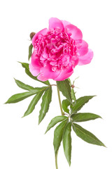 Isolated pink peony