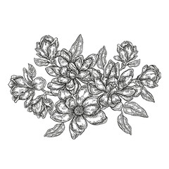 Hand drawn vector flowers. Vintage floral composition, spring magnolia