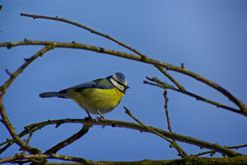 Great Tit bird
