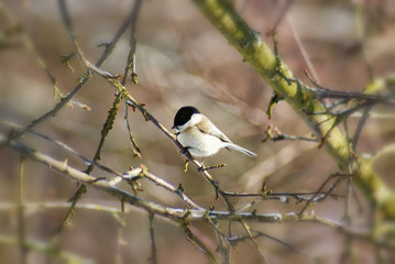 Tit Bird