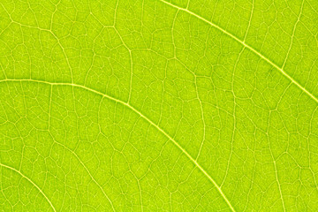 Leaf texture, leaf background for design with copy space for text or image. Leaf motifs that occurs natural.