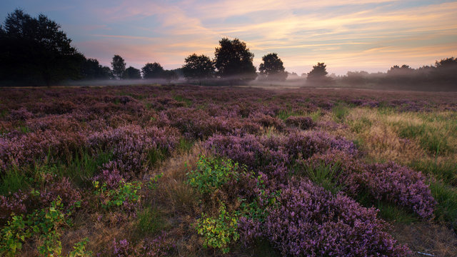 Mehlinger Heide