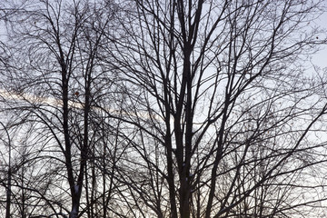 Fototapeta na wymiar Naked tree branches against the sky