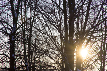 The sun sets over the bare trees