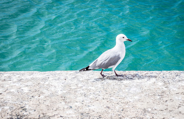 Single seagull walking on edge of harbour dock