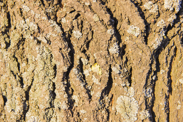 The textured bark of pine tree in sunlight