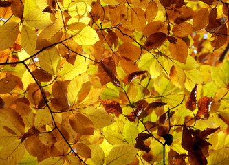 Naklejka na ściany i meble golden autumnal beech leaves detail