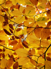 macro photography of golden autumnal beech tree leaves