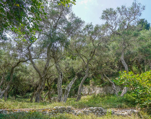 Oil trees in Greece. Abstract photo