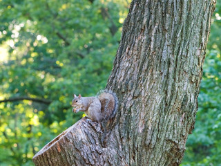 Squirrel eat acorn on the tree,Manhattan.
