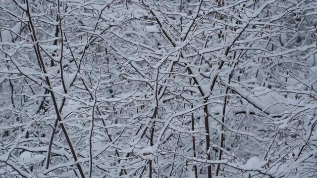 Footage big snowflakes falling in a forest. 4K