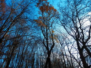 color photography of naked autumn trees and blue sky