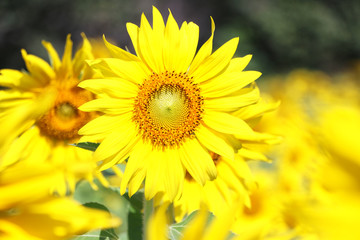  sunflower in the field