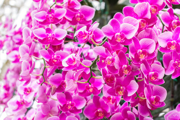 Obraz premium Orchid flower and green leaves background in garden. Orchid is considered the queen of flower in Thailand.