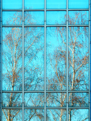 trees reflection in window glass