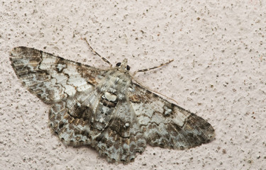 Butterfly at night, Moth in thailand that can be found in the rainy., The small moth perched on wall, Beautiful wing,