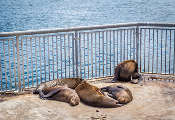 Obraz premium Seals sleeping in the sun in an enclosure at Victoria and Alfred Waterfront