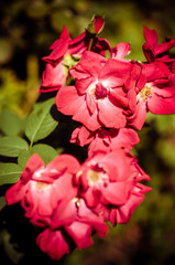 Red flowers closeup