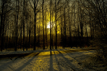 Fototapeta premium sunrise in forrest